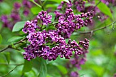 SYRINGA VULGARIS ANDENKEN AM LUDWIG SPAETH