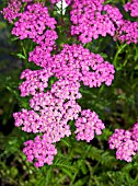 ACHILLEA MILLEFOLIUM PRETTY BELINDA