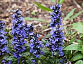 AJUGA REPTANS CATLINS GIANT