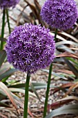 ALLIUM GLOBEMASTER