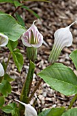 ARISAEMA CANDIDISSIMUM