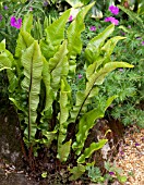 ASPLENIUM SCOLOPENDRIUM