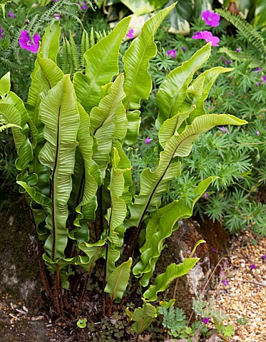 ASPLENIUM_SCOLOPENDRIUM