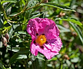 CISTUS X PURPUREUS