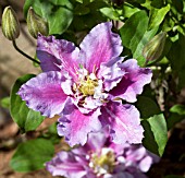 CLEMATIS PIILU