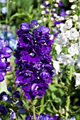 DELPHINIUM MAGIC FOUNTAIN