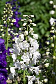 DELPHINIUM MAGIC FOUNTAIN