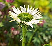 ECHINACEA PURPUREA FRAGRANT ANGEL