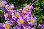 ERIGERON FESTIVITY