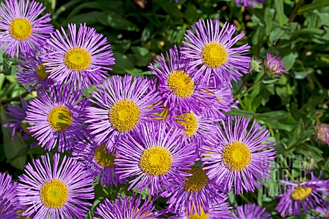 ERIGERON_FESTIVITY