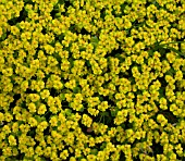 EUPHORBIA CYPARISSIAS