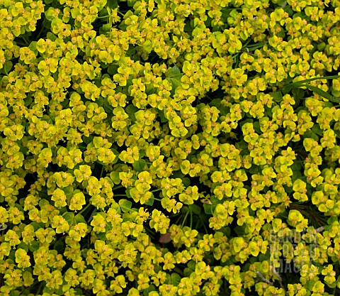 EUPHORBIA_CYPARISSIAS