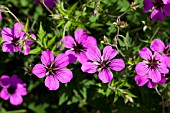 GERANIUM PATRICIA