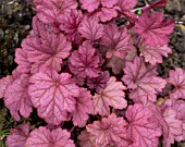 HEUCHERA BERRY SMOOTHIE