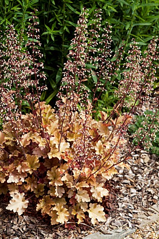 HEUCHERA_CARAMEL