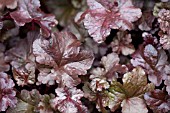 HEUCHERA LICORICE