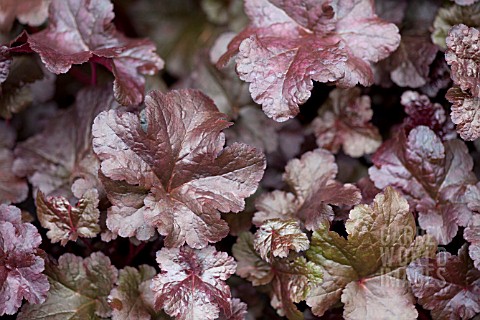 HEUCHERA_LICORICE