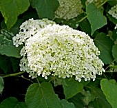 HYDRANGEA ANNABELLE