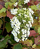 HYDRANGEA QUERCIFOLIA