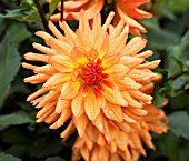 DAHLIA FLORANGE