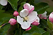 MALUS DOMESTICA COXS ORANGE PIPPIN BLOSSOM