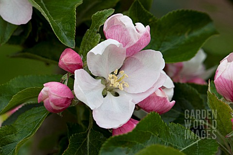 MALUS_DOMESTICA_COXS_ORANGE_PIPPIN_BLOSSOM