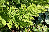 OSMUNDA REGALIS GRACILIS