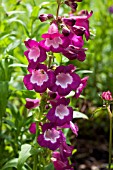 PENSTEMON CZAR