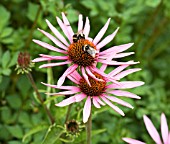 ECHINACEA PURPUREA ROBERT BLOOM