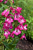 PENSTEMON MARJORY LEWIS