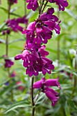 PENSTEMON MIDNIGHT