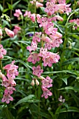 PENSTEMON PENSHAM CAPRICORN MOON