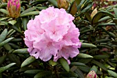 RHODODENDRON MORNING CLOUD