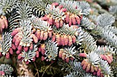 ABIES PROCERA GLAUCA PROSTRATA