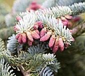 ABIES PROCERA GLAUCA PROSTRATA