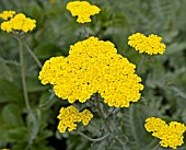 ACHILLEA MOONSHINE