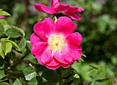 ROSA MEG MERRILIES