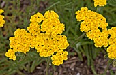 ACHILLEA TOMENTOSA