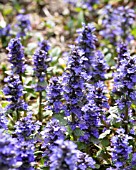 AJUGA REPTANS CATLINS GIANT