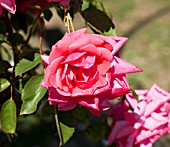 ROSA WYMONDHAM ABBEY