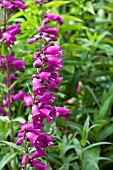 PENSTEMON PENSHAM RASPBERRY ICE