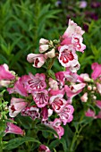 PENSTEMON STRAWBERRIES AND CREAM