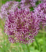 ALLIUM CHRISTOPHII STAR OF PERSIA