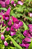 PENSTEMON TEDS PURPLE