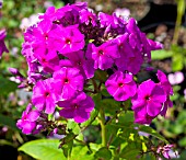 PHLOX PANICULATA PURPLE FLAME