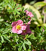 POTENTILLA FRUTICOSA PINK BEAUTY