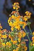 PRIMULA CHUNGENSIS