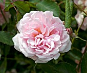 ROSA ALFRED DE DALMAS