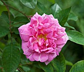 ROSA BLAIRII NO. 2