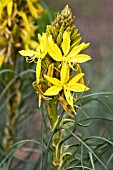 ASPHODELINE LUTEA GELBER